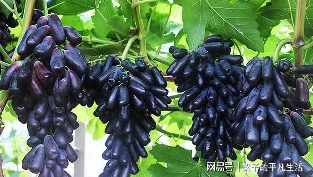 PG麻将胡了热门水果蓝宝石葡萄如何才能高产？记住这几点栽培要点产量高(图4)