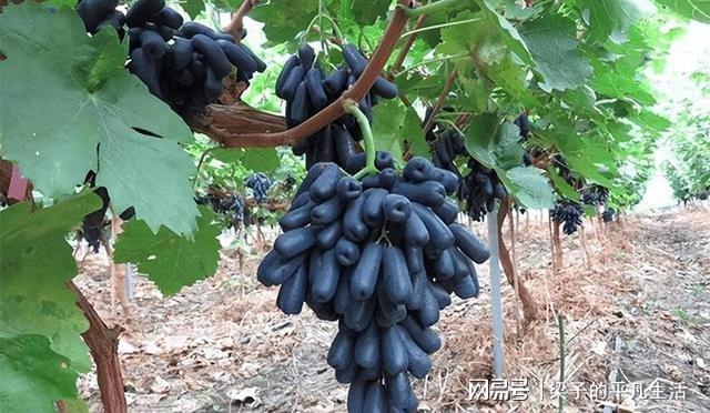 PG麻将胡了热门水果蓝宝石葡萄如何才能高产？记住这几点栽培要点产量高(图8)