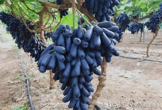 PG麻将胡了热门水果蓝宝石葡萄如何才能高产？记住这几点栽培要点产量高(图6)