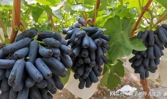 PG麻将胡了热门水果蓝宝石葡萄如何才能高产？记住这几点栽培要点产量高(图7)