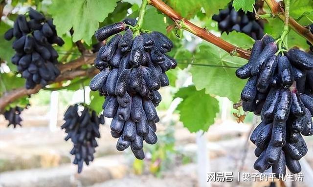 PG麻将胡了热门水果蓝宝石葡萄如何才能高产？记住这几点栽培要点产量高(图1)